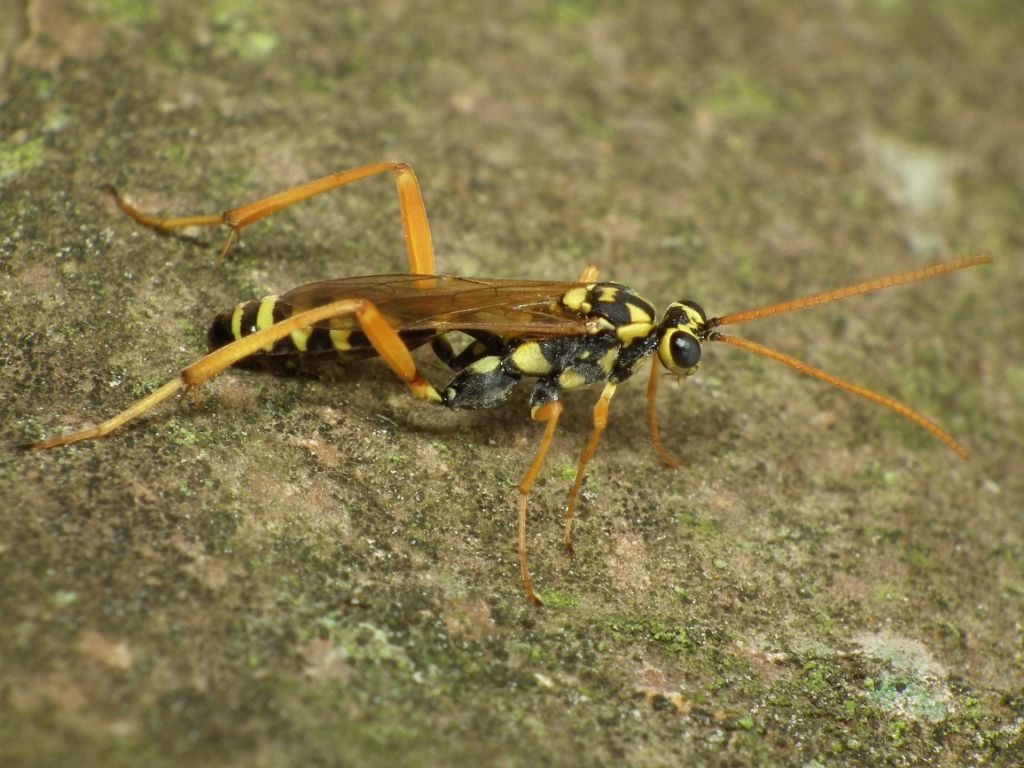 Latibulus ID